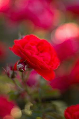 blossom red flower geranium