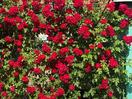 blossom red flowers photo during daytime geranium