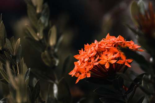 blossom red ixora plant plant