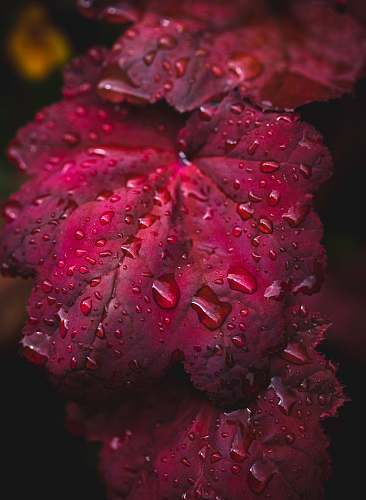 plant red leaf with water drops blossom