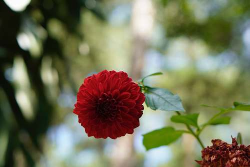 blossom red petaled flower dahlia