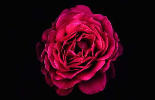 rose red petaled flower red