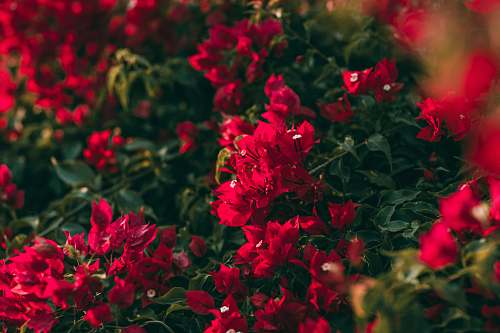 blossom red petaled flowers geranium