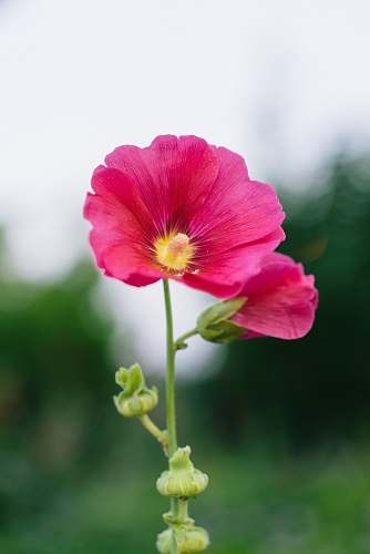 blossom red-petaled flowers during day geranium