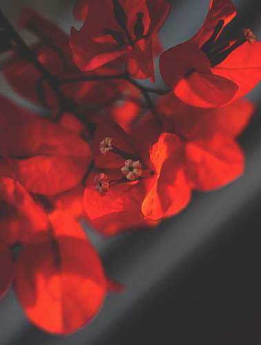 plant red-petaled flowers in selective focus photo geranium