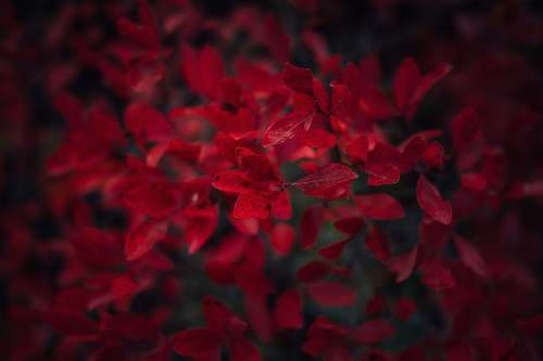plant red petaled flowers petal