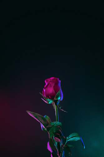 plant red rose flower photo in dark surface rose