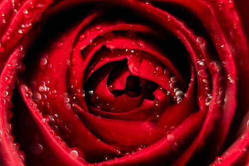 plant red rose rose