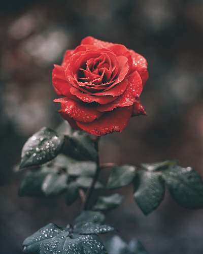 plant red rose with droplets rose