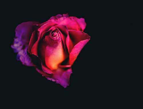 rose red roses flora
