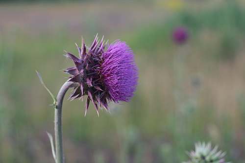 thistle selective focus of purple flower flora