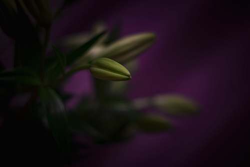 plant selective focus photo of flower bud bud