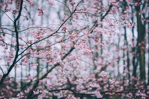 blossom selective focus photo of pink cherry blossom flora