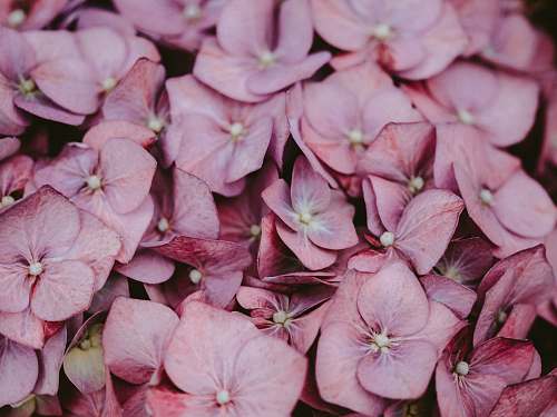 plant selective focus photo of pink-petaled flowers geranium