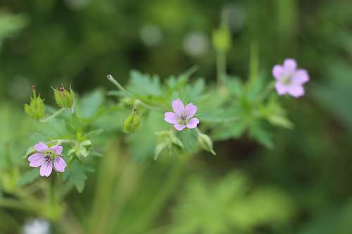 plant selective-focus photograph of pink-petaled flower geranium