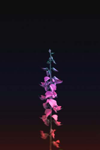 blossom selective focus photography of purple petaled flower plant