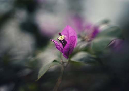 plant selective focus photography of purple-petaled flower geranium
