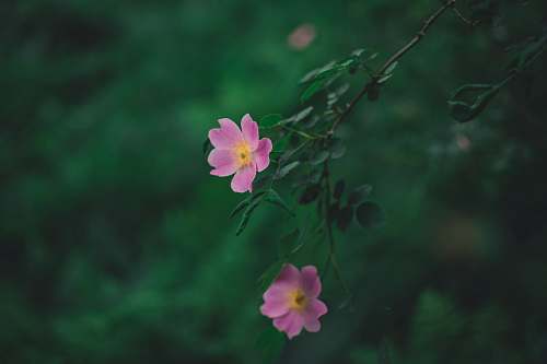 plant selective focus photography of purple petaled flowers geranium