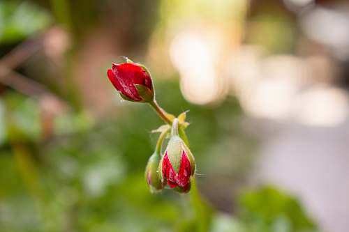 blossom selective focus photography of three red rose buds bud