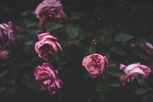 blossom selective photography of pink petaled flowers rose