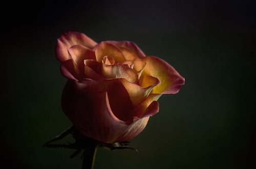 rose shallow focus photo of red flower human