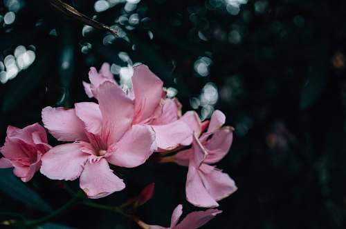 blossom shallow focus photography of pink flowers geranium