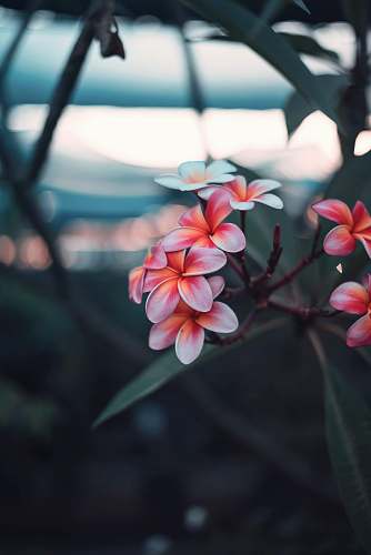 plant shallow focus photography of pink flowers geranium