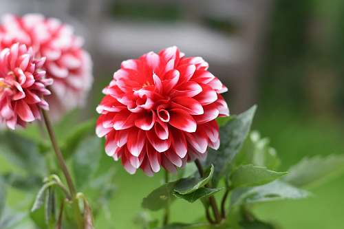 dahlia shallow focus photography of red flowers blossom