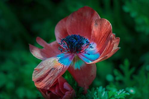 plant shallow focus photography of red petal flower flora