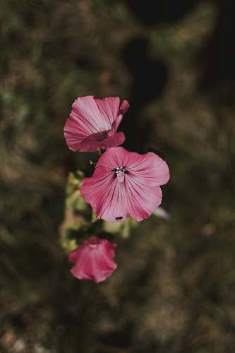 blossom three pink-petaled flowers geranium
