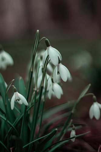 amaryllidaceae tilt shift focus photography of white flwoer blossom