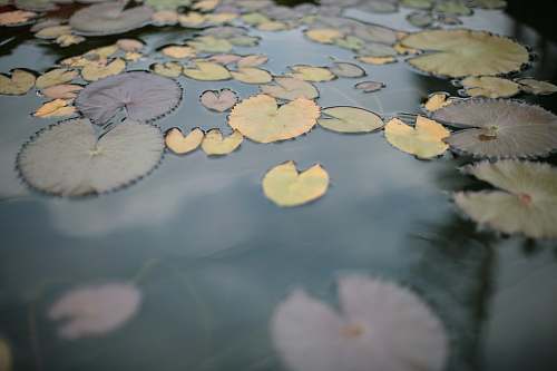 blossom water lily lily