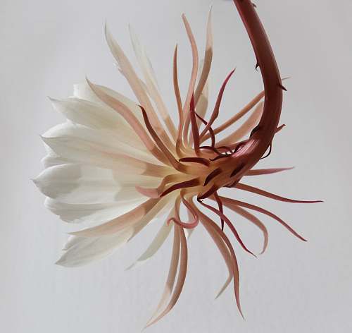 plant white and brown flower flora