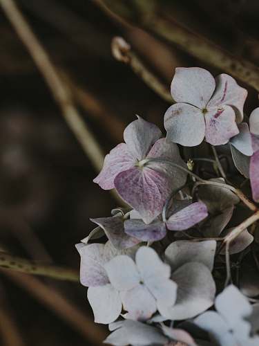 plant white and pink flowers blossom