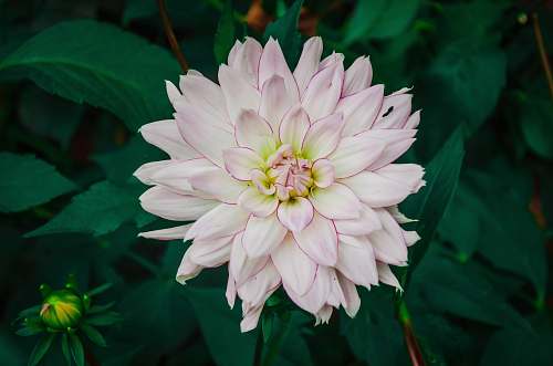 plant white and pink petaled flower dahlia