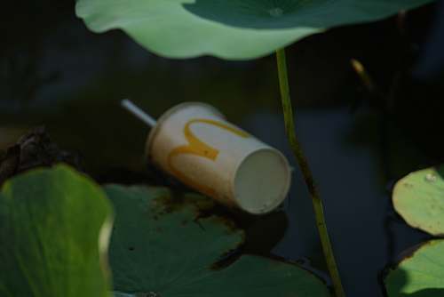 blossom white and yellow McDonald disposable cup lily