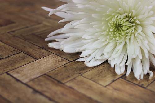 blossom white cluster flower dahlia