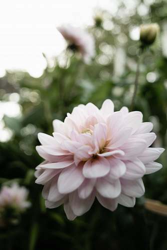 blossom white flower during day plant