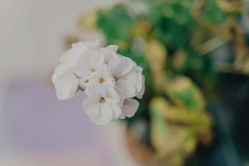 geranium white flower blossom