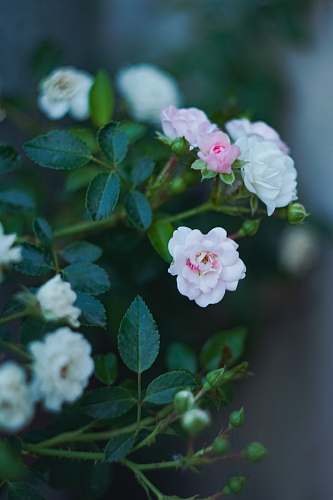 blossom white petaled flowers geranium