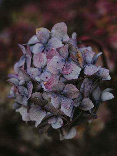 plant white-petaled flowers blossom