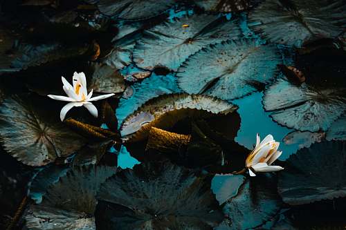 lily white-petaled plants on water plant