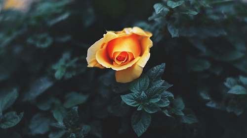 plant yellow flower plant rose