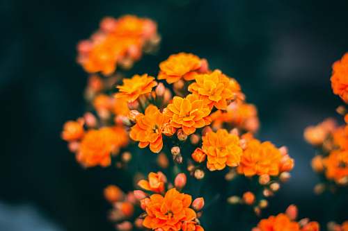 plant yellow flowers in bloom geranium