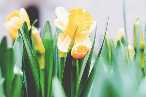 blossom yellow flowers shallow focus photography daffodil