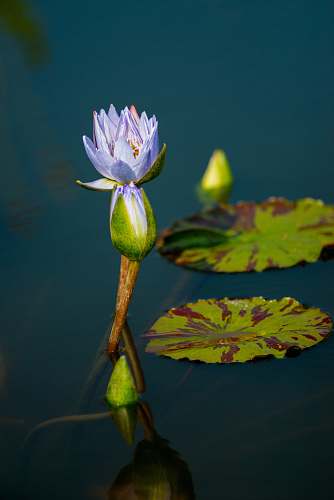 blossom yellow lotus flower lily