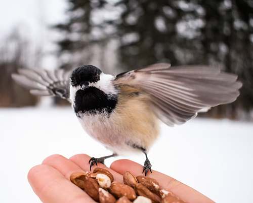 nut brown, black, and white bird on person's palm athabasca