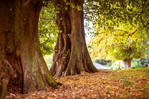 tree shallow focus photography of brown trees nature