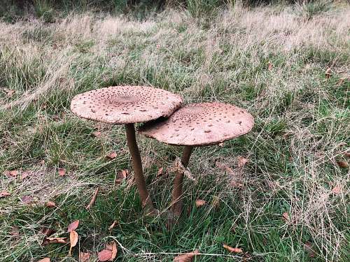 plant beige mushroom mushroom