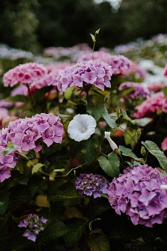 flower  blossom
